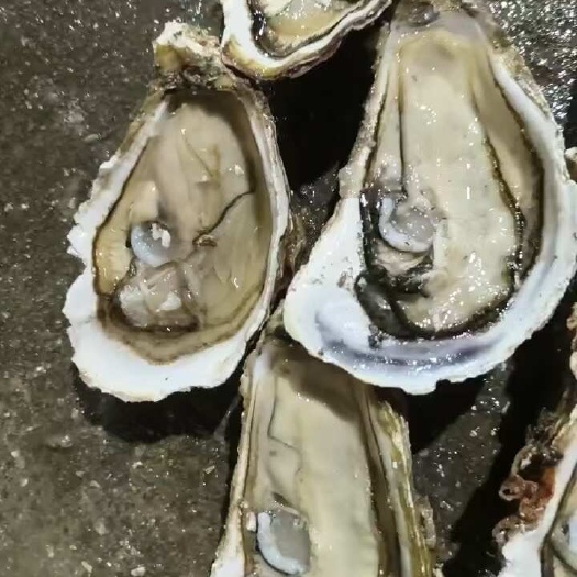 诏安县三倍体