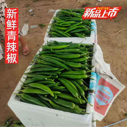 河南开封 新鲜 青辣椒 尖椒 大青辣椒 新苗辣椒大量上市