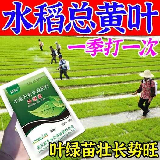 栾川县水稻黄叶病专用叶绿素氨基酸叶面肥生根壮苗剂快速增长生长素肥料