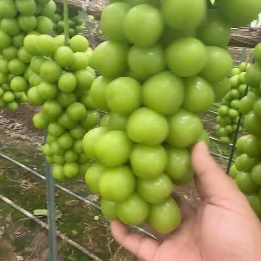 西昌市一级果