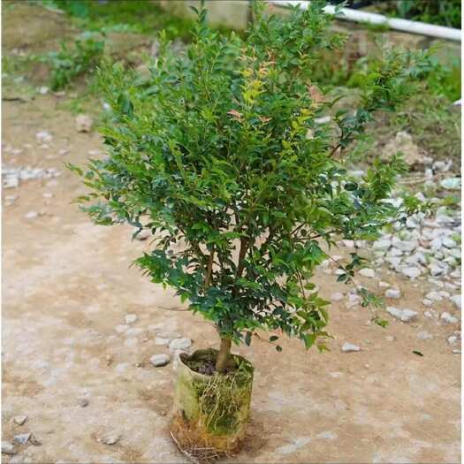 灵山县沙巴嘉宝果树葡萄盆栽地栽庭院种植带土带叶发货