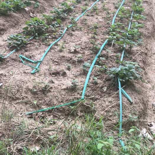 阜阳妙香3草莓苗预售