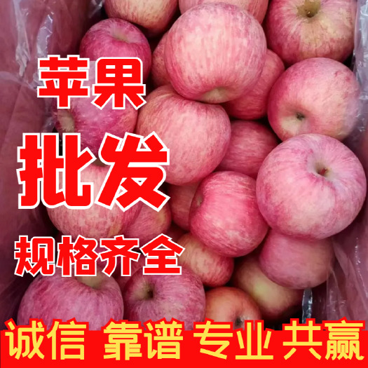 优质条纹红富士苹果/出口订单/保质保量/全国发货