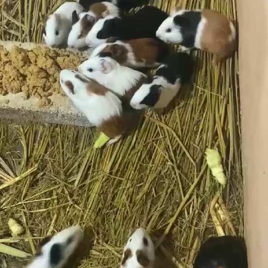 贵阳荷兰鼠
