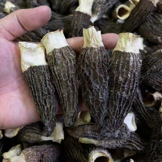 产地直销批发 羊肚菌干货新鲜烘干头茬羊肚菇菌菇土特产礼盒