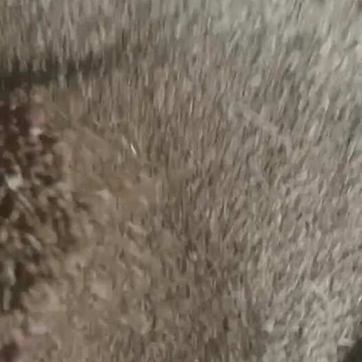 小麦