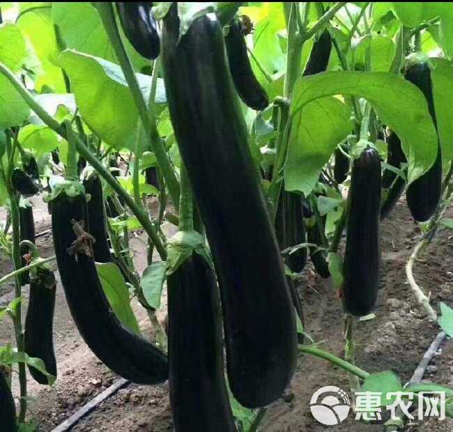 黄瓜豆角茄子辣椒丝瓜芒果香蕉甘蔗膨大拉直拉长素剂嫩直长叶面肥