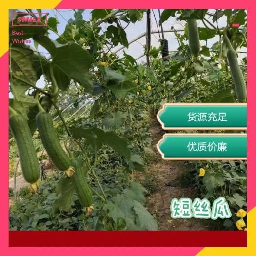 淮安短丝瓜新上市，优质价廉