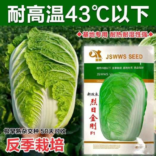 青县日本夏阳耐热大白菜种子种籽蔬菜孑籽种山东夏季高温秋季四季白莱