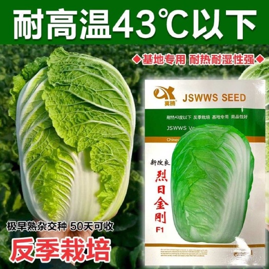 日本夏阳耐热大白菜种子种籽蔬菜孑籽种山东夏季高温秋季四季白莱