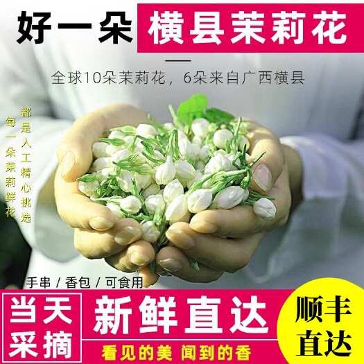 横州市广西横县茉莉鲜花苞新鲜花苞茉莉手串香袋可食用晴鲜花苞顺丰直达