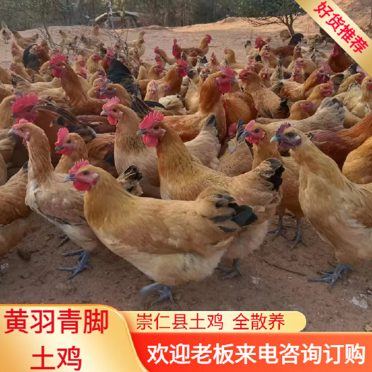崇仁县土鸡：黄羽青脚