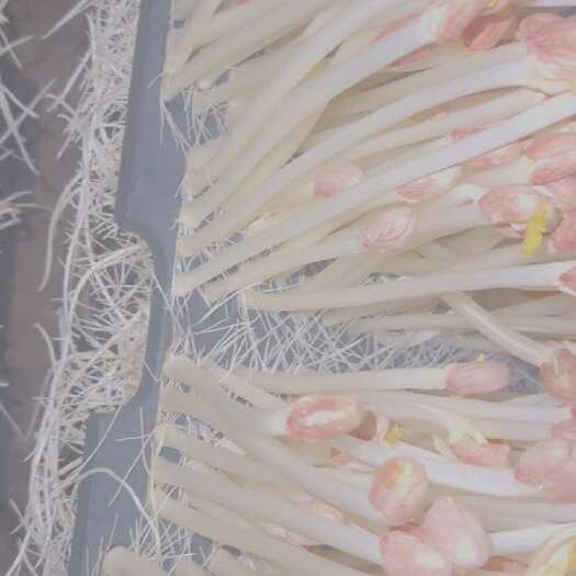 长沙【现摘现发】新鲜食用花生芽，大量有货，农家自种，支持一件起批