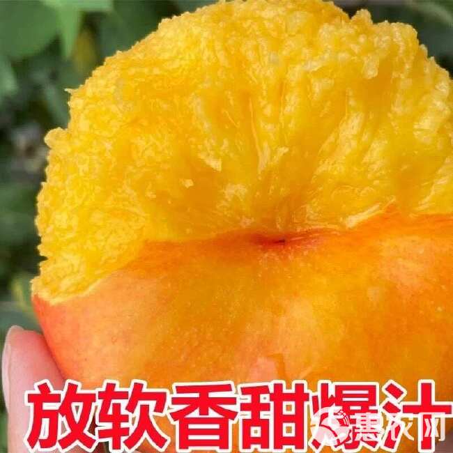 蒙阴蜜桃甜多汁黄油蟠桃彩虹油蟠桃4斤净果