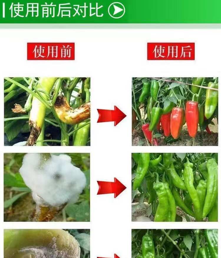 辣椒病全治炭疽病根腐疫病农用杀菌剂蔬菜果树长枝木霉叶斑蔓专用