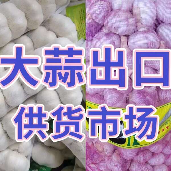 大蒜出口品质货量充足规格齐全