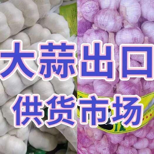 莒县大蒜出口品质货量充足规格齐全