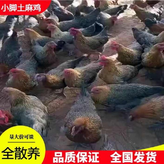 崇仁县小脚土麻鸡