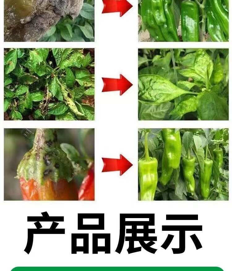 辣椒病全治炭疽病根腐疫病农用杀菌剂蔬菜果树长枝木霉叶斑蔓专用