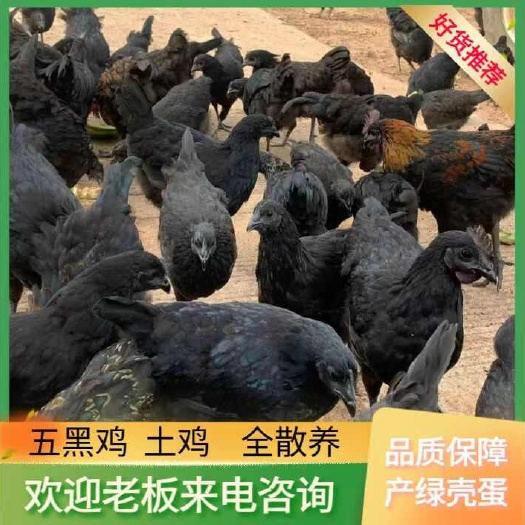 小种五黑鸡土鸡