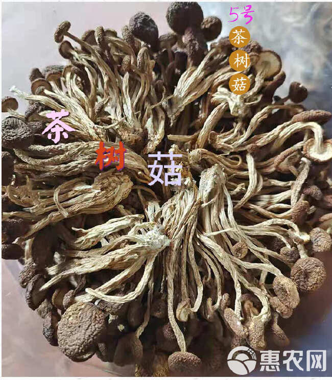 茶树菇新货开伞不开伞的规格齐全大货批发一手货源