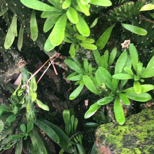 梧州玉麒麟