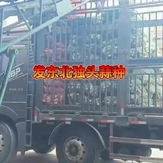 临清市临清辫子蒜