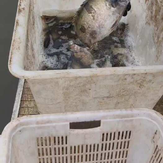 日照桂鱼两千斤左右，8两到2斤，统货出