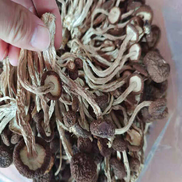 茶树菇新货开伞不开伞的规格齐全大货批发一手货源