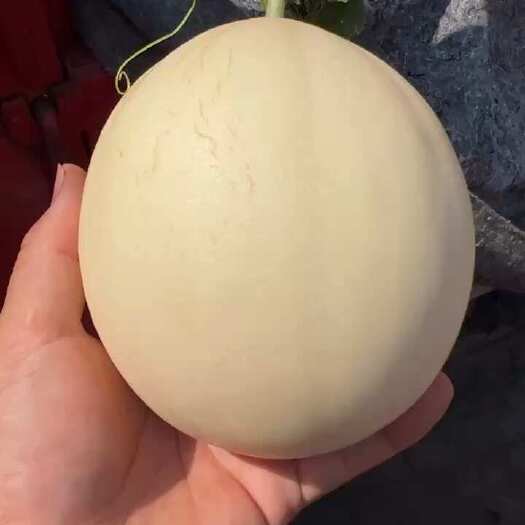 莘县东方蜜甜瓜  东方蜜  红金蜜  白兰瓜  脆甜多汁可口，