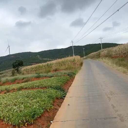 宜宾宜宾纯红土小白沙即将大量上市 口感好 皮薄肉大