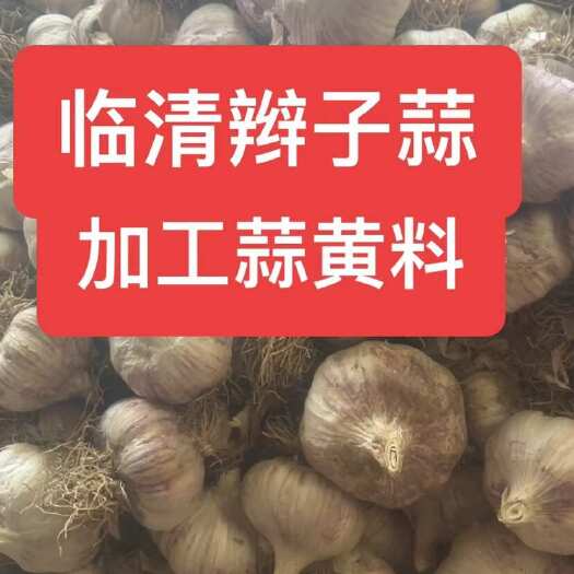 临清市临清辫子蒜加工蒜黄料