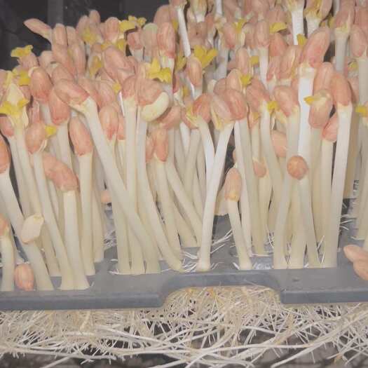 高邮市农家自种，可食用新鲜花生芽，脆口清甜，支持一件起批，欢迎咨询