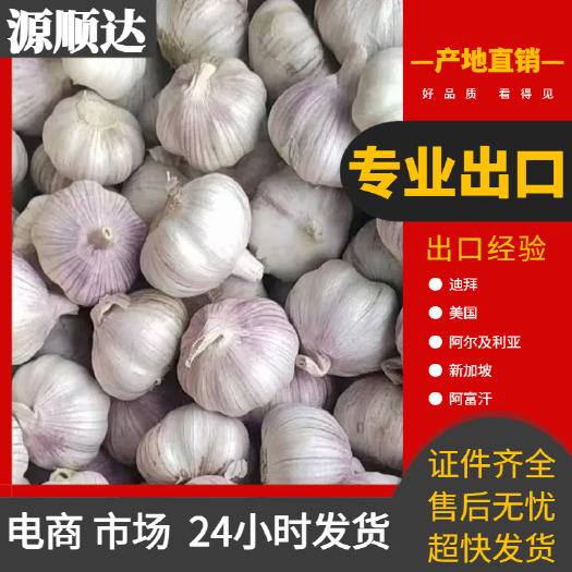 莒县大蒜 出口品质 货量充足 规格齐全