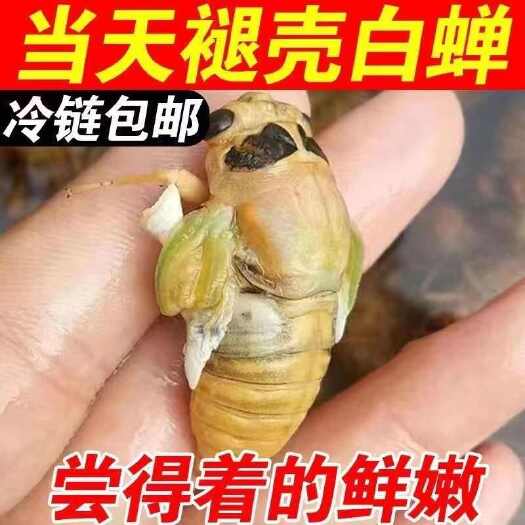 无为市安徽皖南地区竹林白蝉嫩白知了猴蜕壳大个知了猴