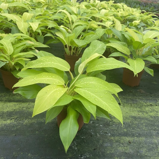广州基地办公桌面小绿植物批发 110#金锄蔓绿绒，5盆起批