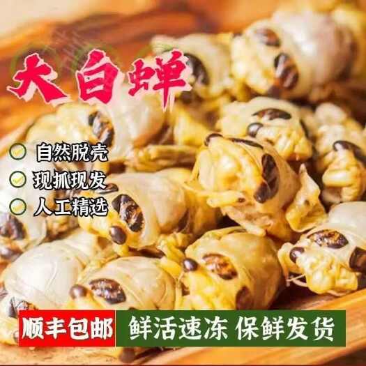 无为市2024新鲜白蝉脱皮金蝉知了猴嫩蝉蛹爬叉猴龟大白蝉