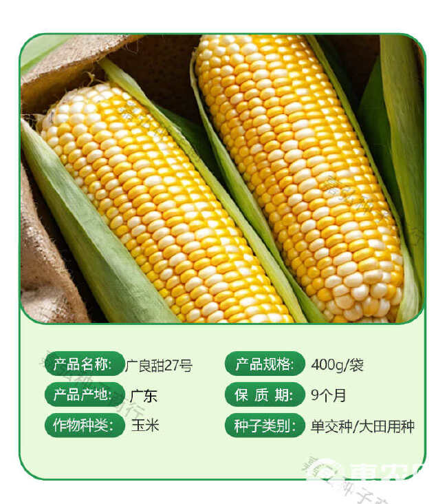 国审广良甜27号 鲜食甜水果玉米种子 特大高产微抗热