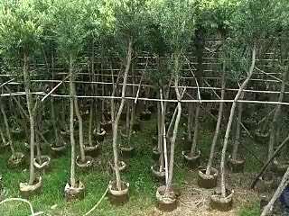 揭阳红千层，串钱柳，原生苗，光杆苗，骨架苗，3～15公分