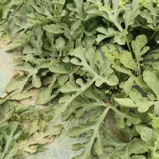 丰宁县头茬 头茬 无籽美都 皮薄瓜甜