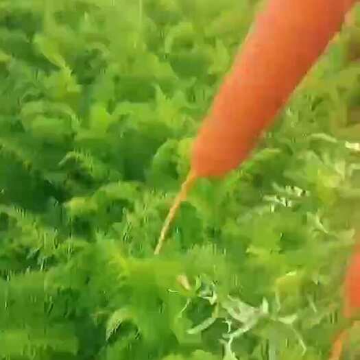 巴林右旗胡萝卜