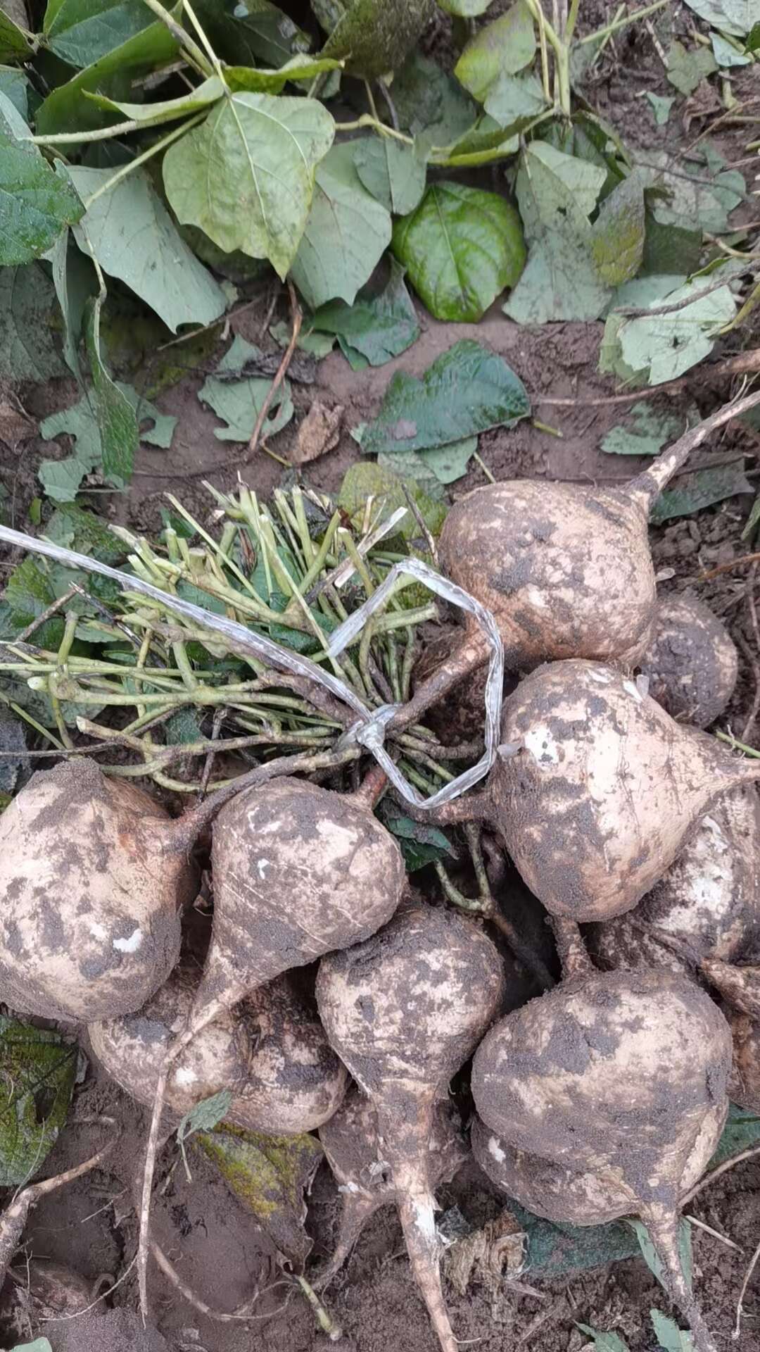 网红凉薯新鲜地瓜番薯现挖白地瓜沙葛地萝卜农家蔬菜水果脆甜多汁