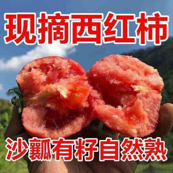 山普罗旺斯生吃西红柿新鲜沙瓢大番茄现摘现发大吨位供应