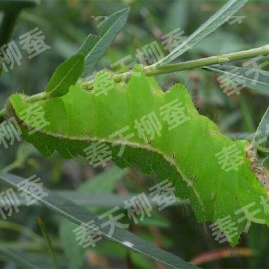清原县抚顺大量蒿柳养柞蚕蒿柳新品种蒿柳苗营养钵苗蒿柳种条