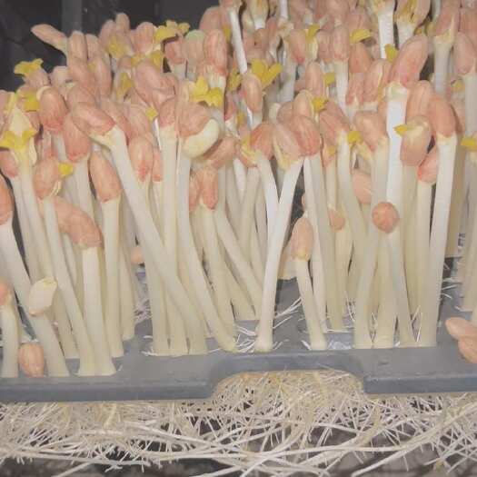 高邮市鲜做花生芽，农家自种，量大价优，欢迎咨询，支持一件起批