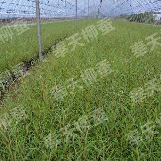 清原县沈阳创意农业大叶蒿柳苗蒿柳养蚕新品种蒿柳绿化苗蒿柳养柞蚕