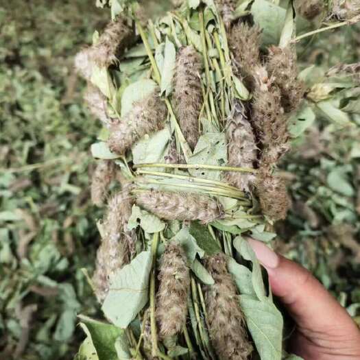 连南县【去年的货已卖完，新货晒场直批】纯狸尾草色绿带花干货