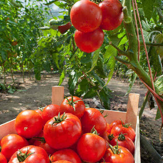 山普罗旺斯生吃西红柿新鲜沙瓢大番茄现摘现发大吨位供应