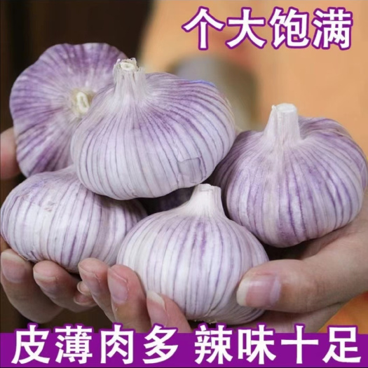 纯金乡本地太空蒜，外紫瓣个大果实饱满，产地直发，各种规格