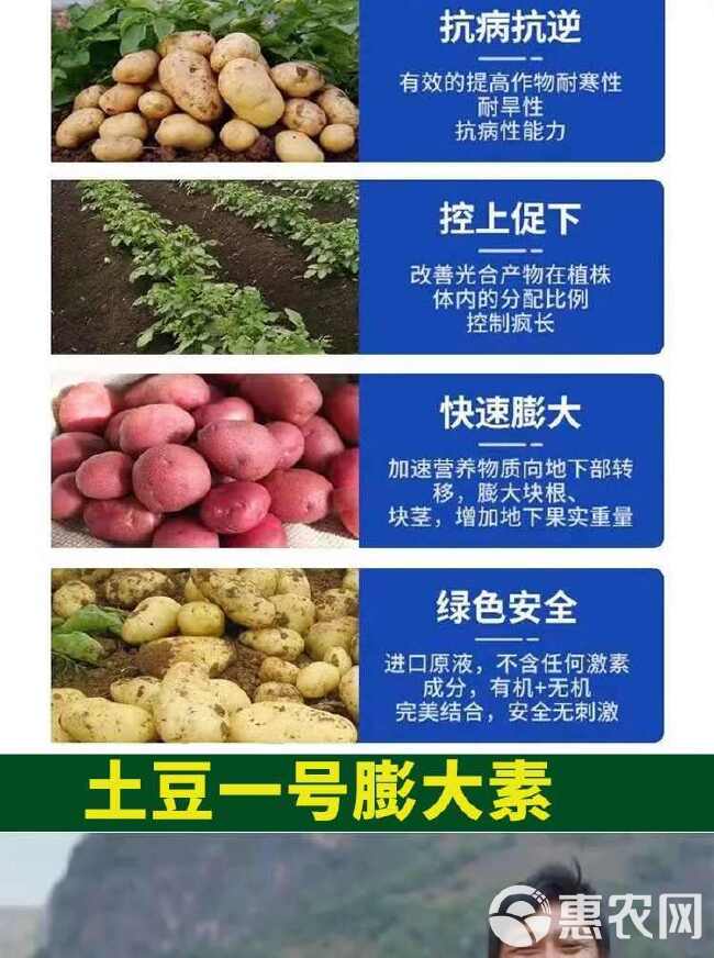 土豆膨大剂土豆叶面肥土豆控旺膨大素马铃薯增产剂防裂抗病害增产